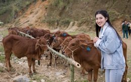 Ô là la, ra mà xem á hậu Phương Nhi dẫn bò về làng