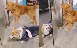 Corgi vào nhà uống nước rồi quay lại 'đấu võ mồm' với đồng bọn