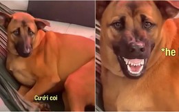 Cô gái hú hồn khi thấy chú chó cười 'tỏa nắng'