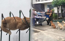 Ảnh vui 7-1: Chú mèo hết chỗ để nằm khiến ai nấy giật cả mình