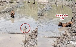 'Đố anh bắt được em' phiên bản chó và vịt