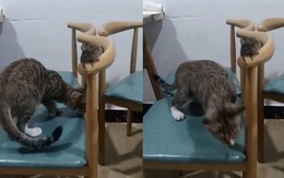 Chuột dùng tuyệt chiêu 'ẩn thân chi thuật' để trốn mèo