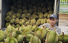 Tăng trưởng mạnh, xuất khẩu rau quả hướng tới kỷ lục 6 tỉ USD