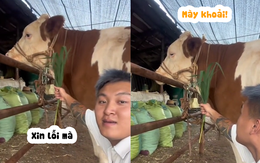 Chú bò giận dỗi vì bị chủ troll