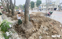 Vì sao TP Vinh thay hàng loạt cây xanh lâu năm trong trụ sở làm việc?