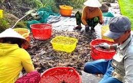 Giá tôm tăng trở lại, nông dân không còn hàng