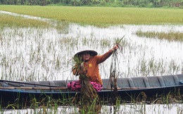 Mưa lớn kéo dài, miền Tây ngập khắp nơi