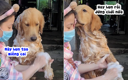 Chú chó hối lỗi khi bị cô chủ mắng