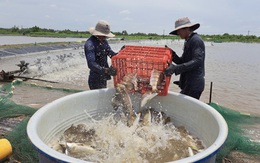 Người nuôi cá chẽm lỗ nặng vì giá bán giảm mạnh