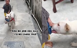 Bé trai bực bội với chú chó thích đùa nhây