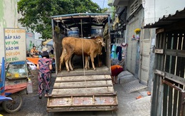 Nuôi bò như 'thú cưng' ngay trung tâm quận ở TP.HCM