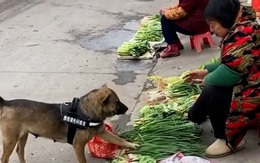 Chú chó cầm giỏ đi chợ, còn biết trả giá khi mua đồ