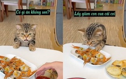 Cô chủ bất lực với chú mèo lì lợm xin ăn