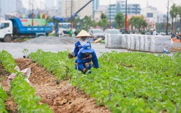 Khánh thành vườn hoa hướng dương bên sông Sài Gòn dịp Giáng sinh, năm mới