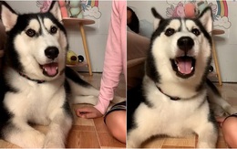 Cô chủ ngỡ ngàng khi thấy husky biết nói