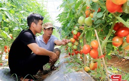 Trồng rau an toàn ở Tân Lập