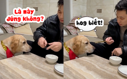 Chú chó không cưỡng lại được cơn đói khi sen bắt canh cục xương