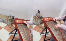 Chú chó cất giọng hát khi cô chủ gảy đàn