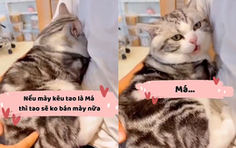 Chú mèo thay đổi thái độ khi nghe sen dọa bán