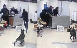 Đám đông bị chú chó hù sợ khiếp vía