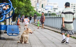 Chó tấn công người: Xử lý hình sự chủ nuôi được không?