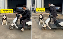 Husky chảnh chọe chê xe sen xấu không thèm đi chung