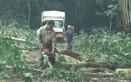 Vụ đấu giá 631ha cây cao su: Công ty Phú Riềng 'đá bóng' lên, Tập đoàn Cao su 'chuyền banh' lại