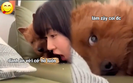 Chú chó trố mắt nhìn khi thấy cô chủ giành đồ ăn