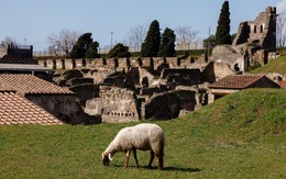 Đàn cừu thảnh thơi ăn cỏ để 'giải cứu' thành cổ Pompeii