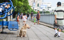 Từ vụ cô giáo Phượng bị chấn thương sọ não vì xe đâm vào chó thả rông: Không nên để ai xui nấy chịu!