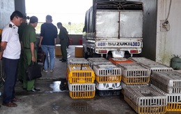 Vừa bị phạt 10 triệu đồng vì chứa 4 tấn mèo đông lạnh lại vi phạm