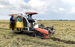 'Nông dân trồng lúa lời 100%': Nhiều bạn đọc nói 'không đúng thực tế'