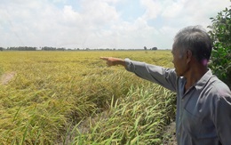 Trở lại 'cánh đồng vàng' Vĩnh Ân