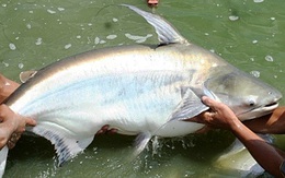 Những chuyện ngồ ngộ ở miền Tây - Kỳ cuối: Nuôi 'thủy quái' sông Mekong