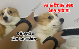 Corgi giả ngu ngơ khi bị chủ hỏi tội