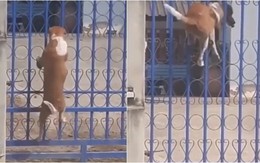 Chú chó trèo cửa cổng trở về sau một đêm lén bỏ nhà đi chơi