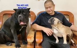 Chú chó chán không buồn nói khi đồng bọn giỏi 'võ mồm'