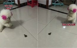 Chú cún chắp chân lạy cóc liên hoàn