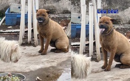 Chú chó lè lưỡi lêu lêu đồng bọn tham ăn