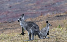 Úc lại băn khoăn khi kangaroo quá đông đúc