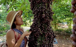 Hàng trăm khách đổ về vườn đỏ như những 'chùm nho' khổng lồ ở Phú Yên