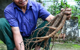 Mách nhau trồng sâm nam, cây chưa ra củ đã thu tiền tỉ