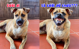 Chú chó cười khiến ai thấy cũng sợ chạy mất dép