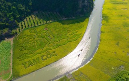 ‘Cá chép trông trăng’ trên cánh đồng Tam Cốc