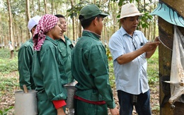 Cao su Đồng Nai - Kratie: 15 năm gian khó biết bao nhiêu tình