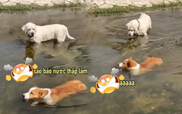 Chú chó corgi nổi cáu vì đồng bọn trêu chọc chiều cao