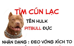 'Tìm chó lạc' khiến con phố im ắng