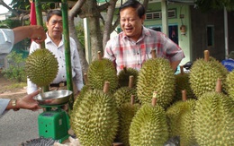 Nông dân thiếu hàng bán trong ngày hội trái sầu riêng