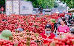 Vải thiều Lục Ngạn tất bật 'du ngoạn' Trung Quốc