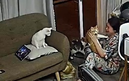 Cô chủ sung sướng khi thấy mèo cưng bị lạc trở về nhà